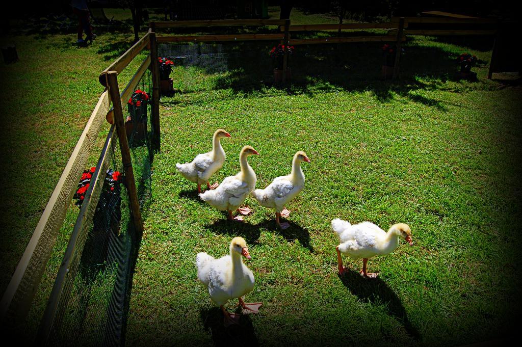 Agriturismo Borgovecchio Romans d'Isonzo Extérieur photo